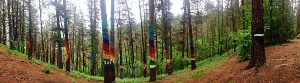 Bosque de Oma, Euskadi